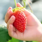 子連れ